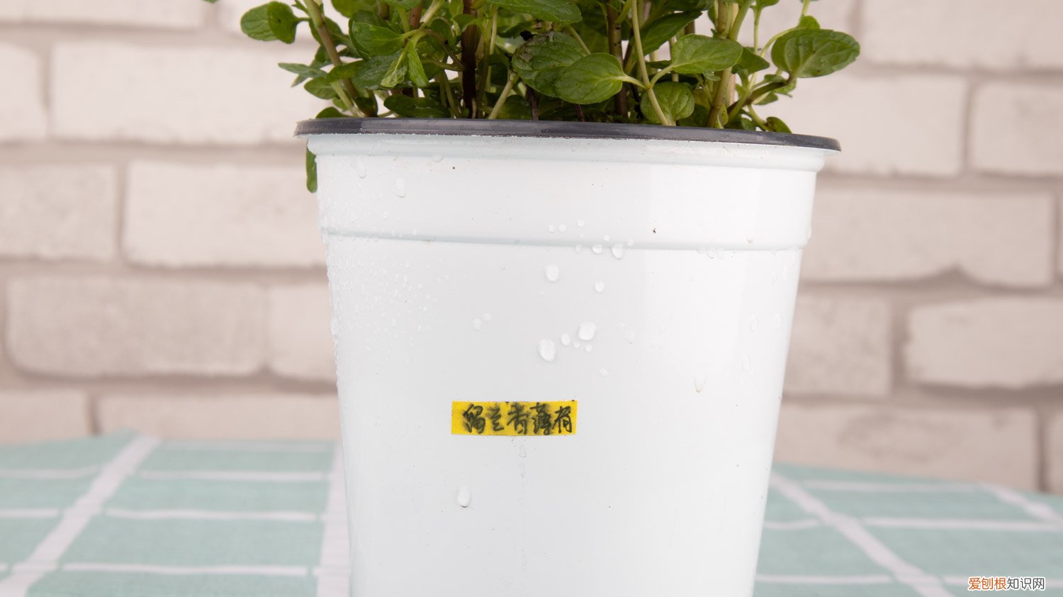 薄荷怎么养 盆栽冬天 薄荷怎么养
