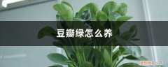 豆瓣绿怎么养长得快 豆瓣绿怎么养