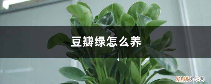 豆瓣绿怎么养长得快 豆瓣绿怎么养