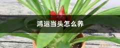 花卉鸿运当头怎么养 鸿运当头怎么养