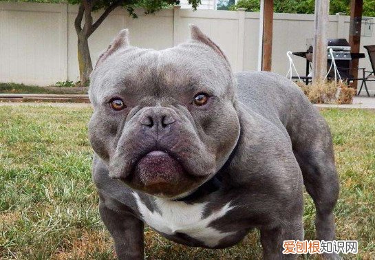 恶霸犬可以顺产吗 恶霸犬是可以顺产的