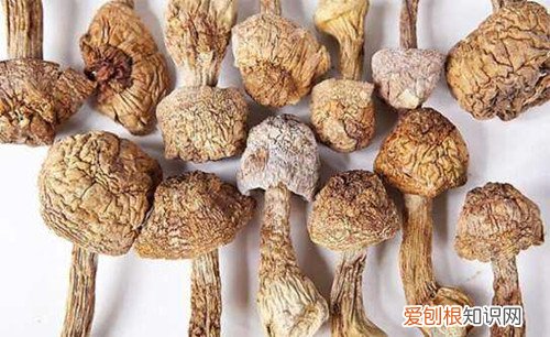 松茸的功效有哪些 松茸多少钱一斤