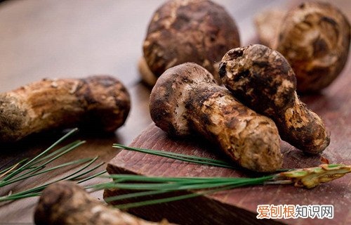 松茸的功效有哪些 松茸多少钱一斤