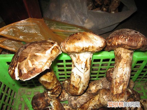 松茸的功效有哪些 松茸多少钱一斤