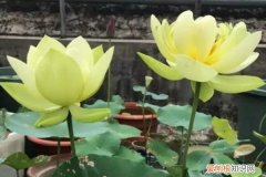什么花越晒越开花 给点水就爆盆，越晒花越大，这花真无敌了！