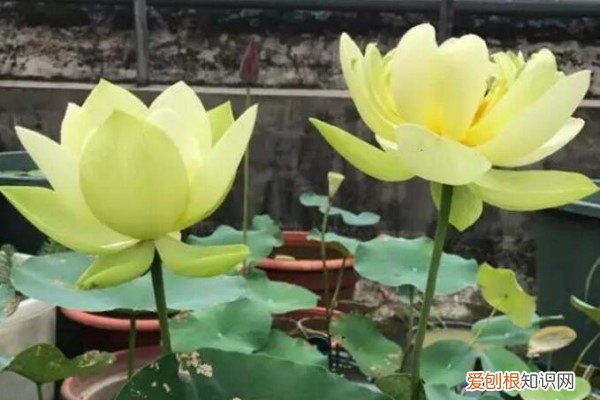 什么花越晒越开花 给点水就爆盆，越晒花越大，这花真无敌了！