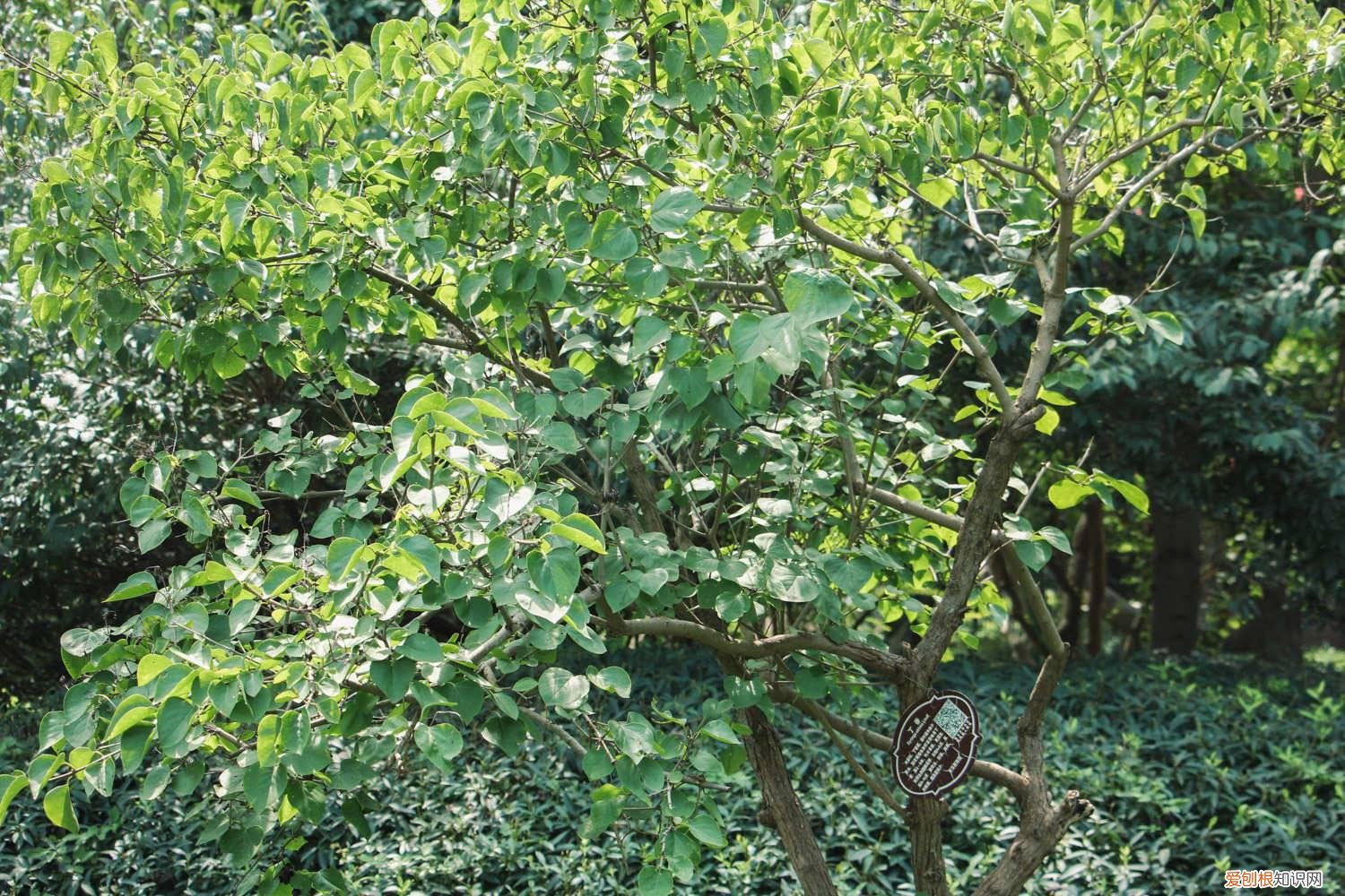 丁香怎么养才能更旺盛 丁香怎么养