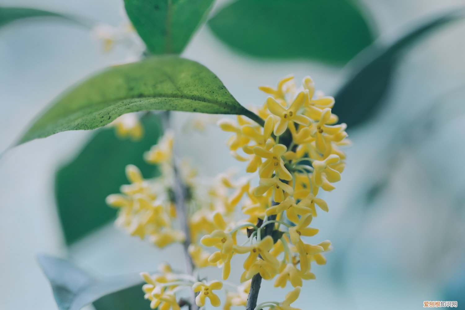 桂花怎么养护和注意事项 桂花怎么养