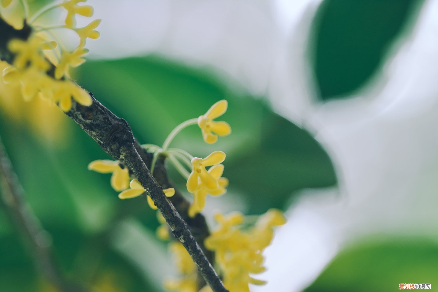 桂花怎么养护和注意事项 桂花怎么养