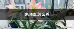 阿弗雷朱顶红怎么养 朱顶红怎么养