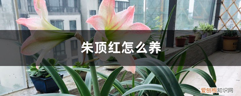 阿弗雷朱顶红怎么养 朱顶红怎么养