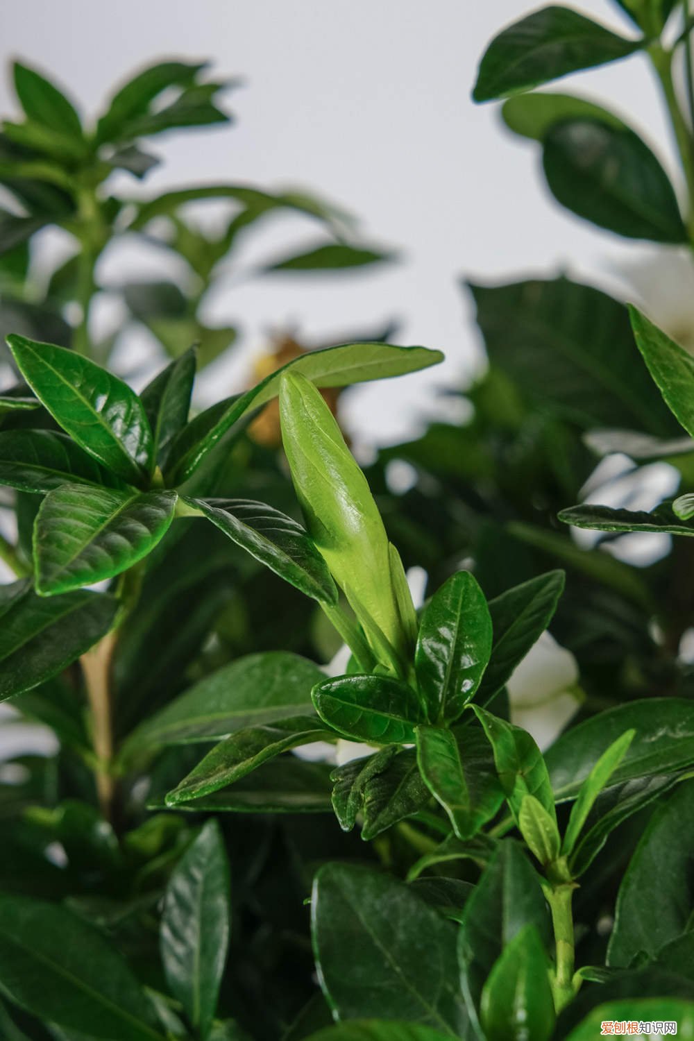 栀子花怎么培植小苗 栀子花小苗怎么养，定植后怎么养护