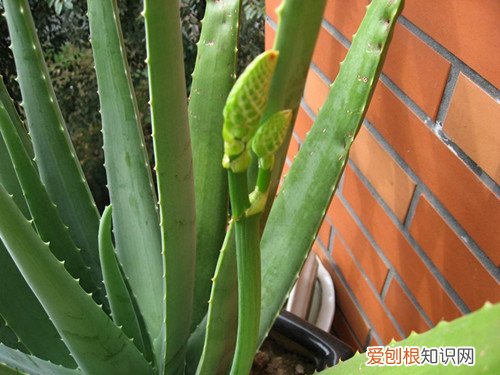 芦荟开花后怎么处理芦荟一般多久会开花