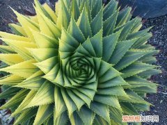 芦荟开花后怎么处理芦荟一般多久会开花