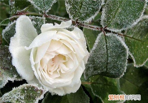 白玫瑰的花语是什么 白玫瑰送什么人合适