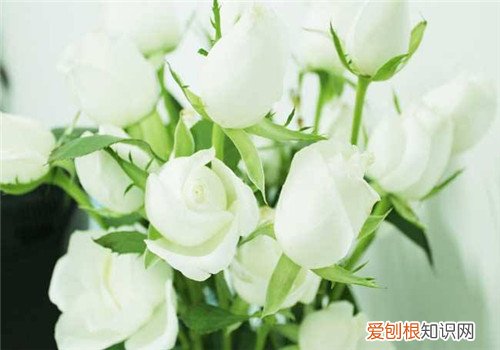 白玫瑰的花语是什么 白玫瑰送什么人合适