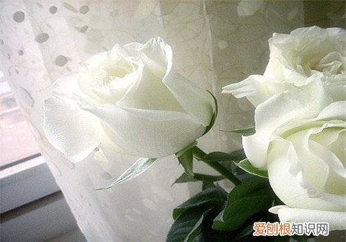白玫瑰的花语是什么 白玫瑰送什么人合适