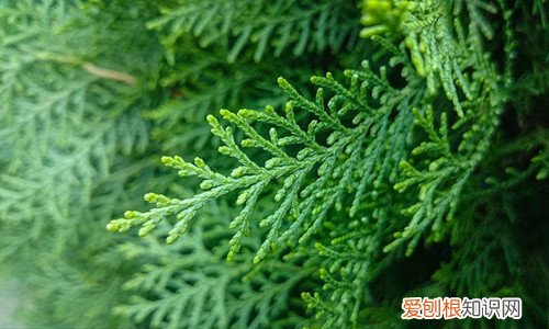 侧柏叶的功效有哪些 侧柏叶泡水喝有什么好处
