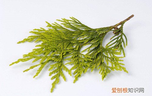 侧柏叶的功效有哪些 侧柏叶泡水喝有什么好处