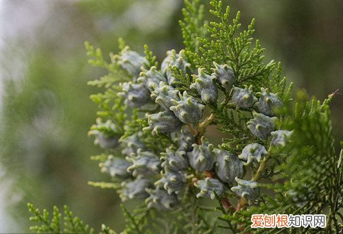 侧柏叶的功效有哪些 侧柏叶泡水喝有什么好处