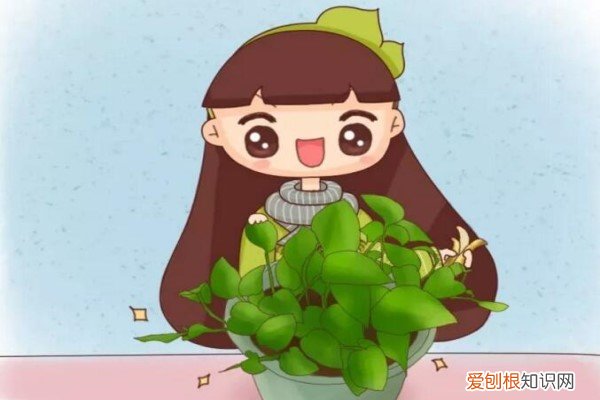 它像一把很大又很高的绿色太阳伞,一直打开着 给花撑把太阳伞，叶子立马绿油油，天气再热都不怕！