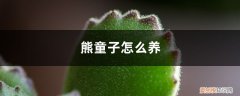 熊童子怎么养肥 熊童子怎么养