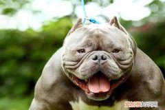 恶霸犬怎么养长肌肉 养恶霸犬长肌肉的方法