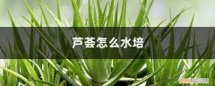 芦荟怎么水培,没根也能泡出根吗视频 芦荟怎么水培，没根也能泡出根吗