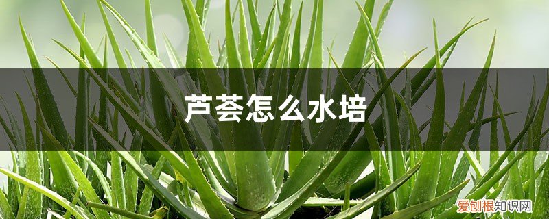 芦荟怎么水培,没根也能泡出根吗视频 芦荟怎么水培，没根也能泡出根吗