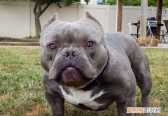恶霸犬冬天怎么过 恶霸犬冬天要保暖