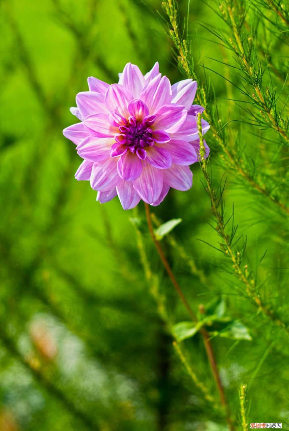 大丽花怎么养护才开花多 大丽花怎么养