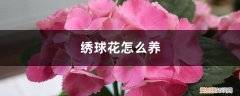 绣球花怎么养才能更旺盛 绣球花怎么养