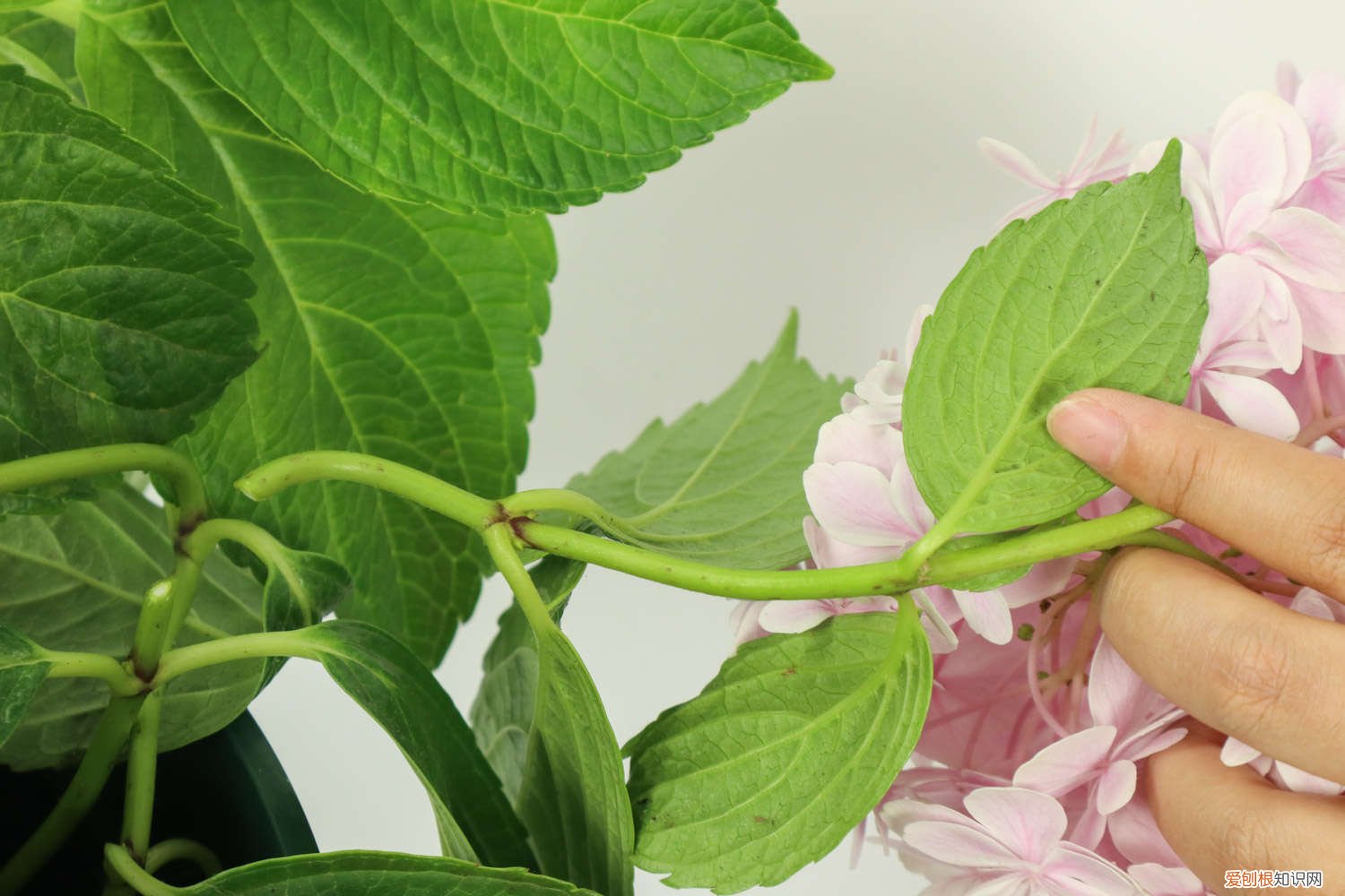 绣球花怎么养才能更旺盛 绣球花怎么养