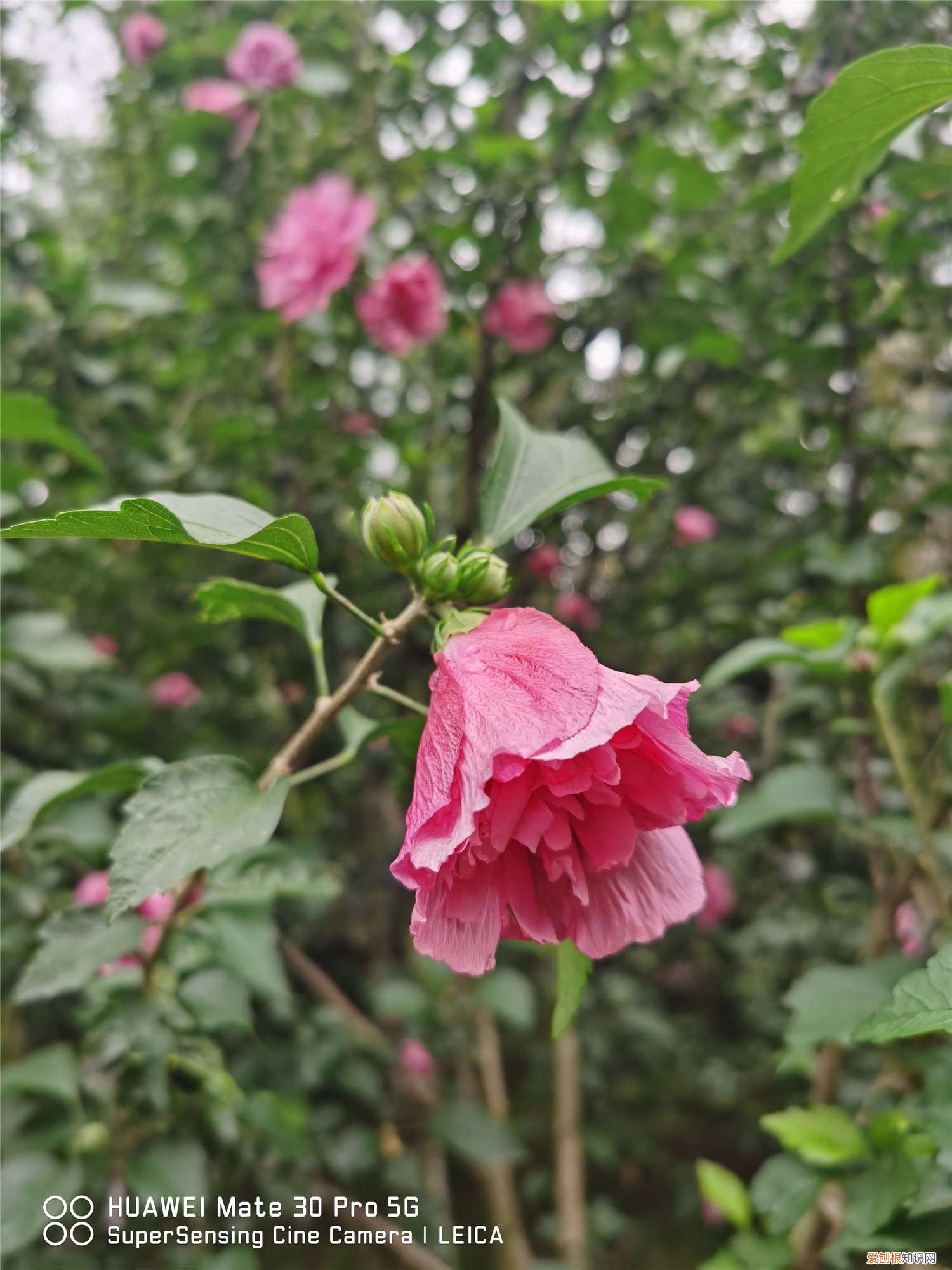 木槿怎么养成棒棒糖 木槿怎么养