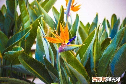 天堂鸟花语是什么 天堂鸟简介