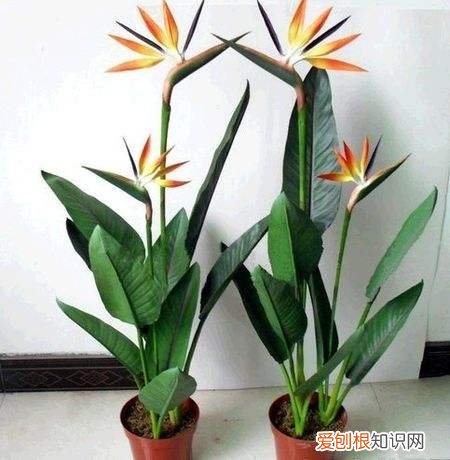 天堂鸟花语是什么 天堂鸟简介