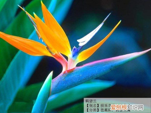 天堂鸟花语是什么 天堂鸟简介