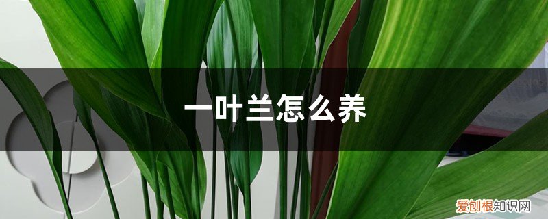 一叶兰怎么养才能开花 一叶兰怎么养