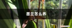 墨兰怎么养春节开花 墨兰怎么养
