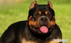 美国恶霸犬有攻击性吗 美国恶霸犬没有攻击性