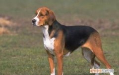 英国猎狐犬和美国猎狐犬 英国猎狐犬和美国猎狐犬区别
