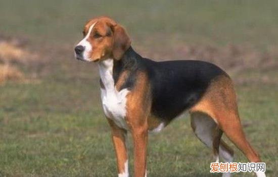 英国猎狐犬和美国猎狐犬 英国猎狐犬和美国猎狐犬区别