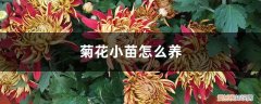 菊花小苗怎么养,什么季节种最好活 菊花小苗怎么养，什么季节种最好