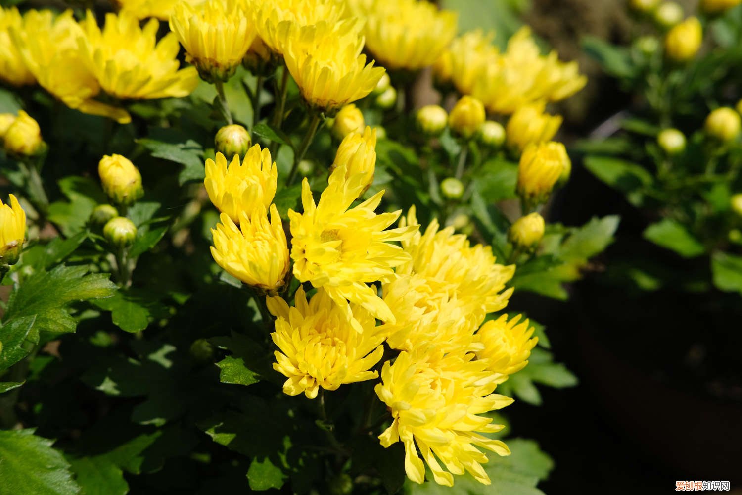 菊花小苗怎么养,什么季节种最好活 菊花小苗怎么养，什么季节种最好