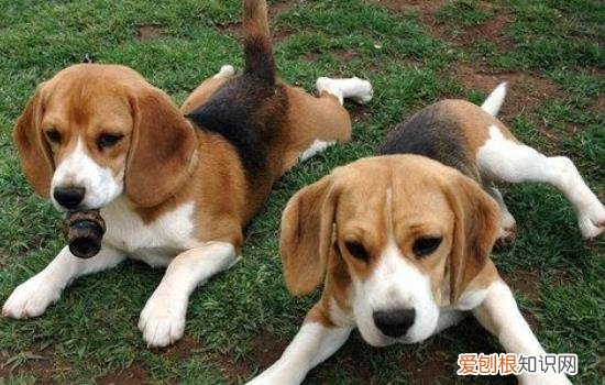 英国猎狐犬是比格犬吗 英国猎狐犬是不是比格犬