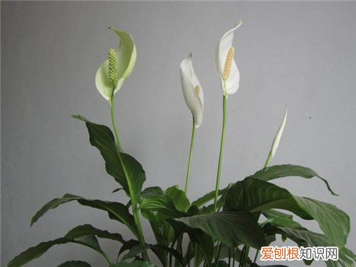 一帆风顺花的毒性大吗 一帆风顺花主要用于什么