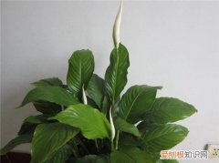 一帆风顺花的毒性大吗 一帆风顺花主要用于什么
