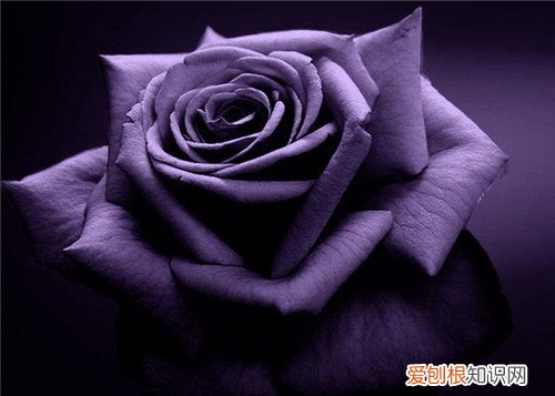 紫玫瑰花语 不同玫瑰花代表什么