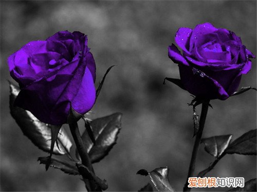 紫玫瑰花语 不同玫瑰花代表什么