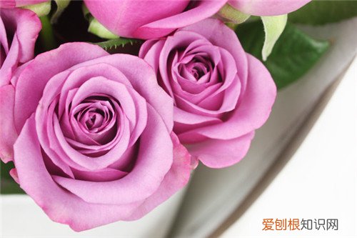 紫玫瑰花语 不同玫瑰花代表什么
